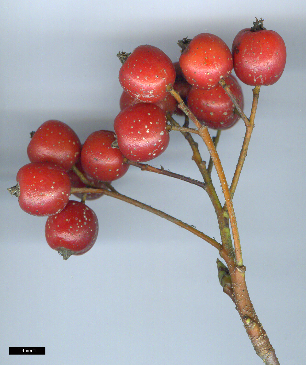 High resolution image: Family: Rosaceae - Genus: Sorbus - Taxon: ×hostii (S.chamaemespilus × S.mougeotii)